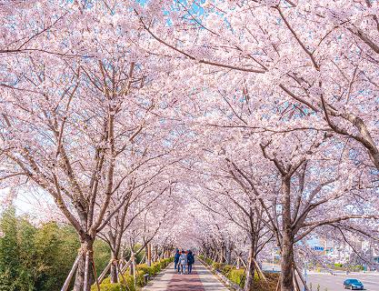 紙吹雪を舞い上がらせて～爆竹をもっと大きく鳴らして～必ず行っておくべき釜山の桜名所