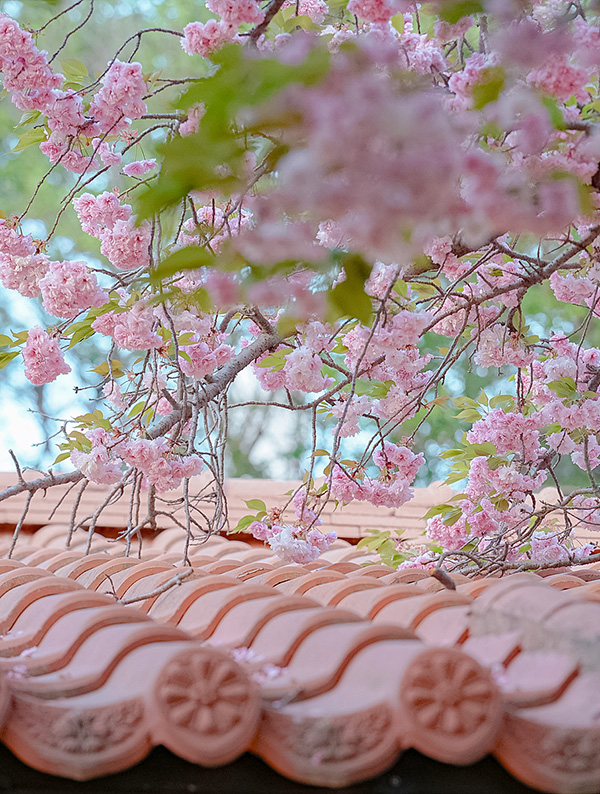 봄의 한가운데, 겹벚꽃 다발 아래서 즐기는 낭만